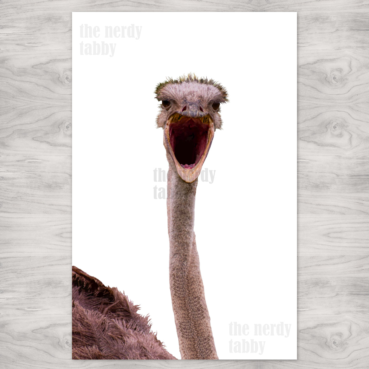 Ostrich Portrait