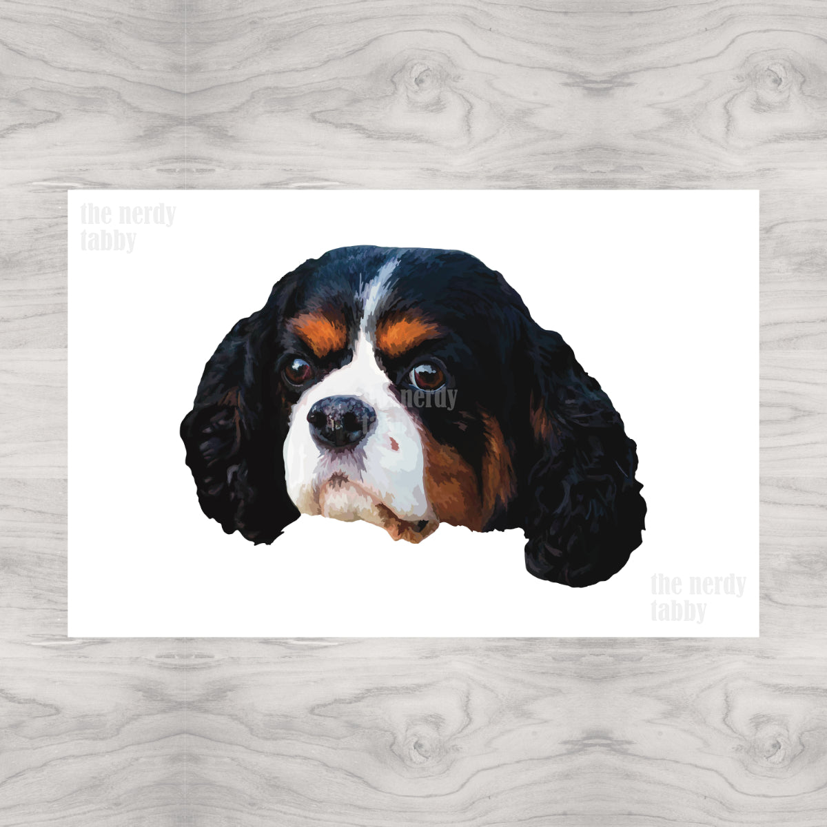 Tri-Color Cavalier King Charles Spaniel Portrait