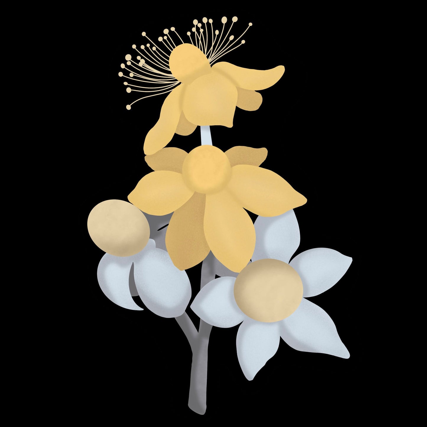 St. John's Wart Print