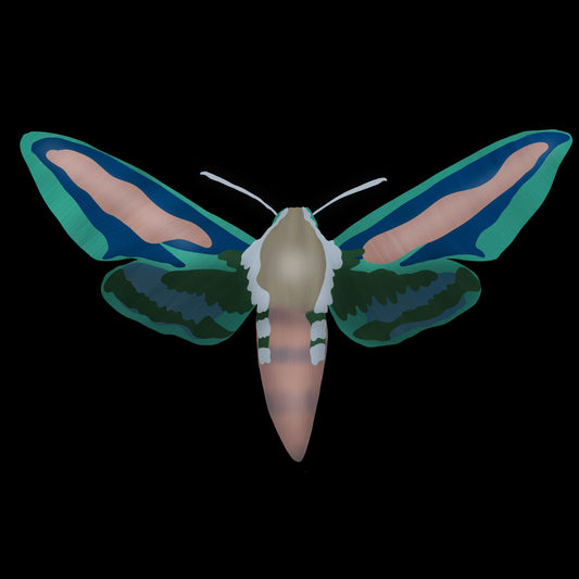Hawk Moth Print
